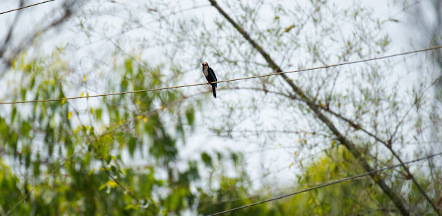 Birds Agumbe White-throated kingfisher breeding plumage