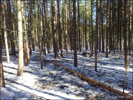 Tallar-Granar-JärvZoo