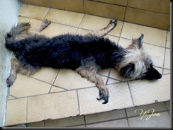 IMG_6729 IMG_6729