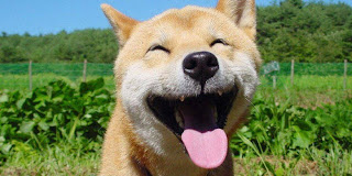 A happy dog :)
