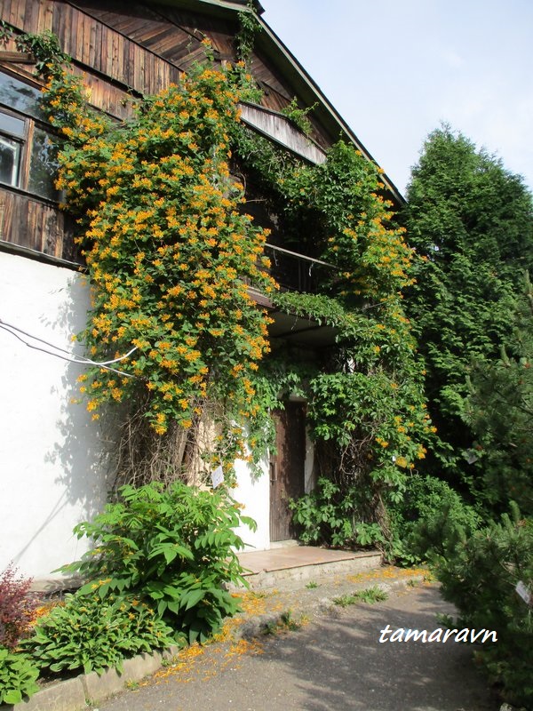 Жимолость Тельмана (Lonicera х tellmanniana)