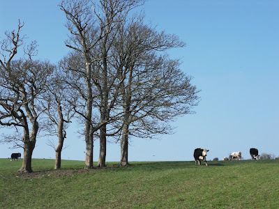 Cows near Menabilly Cornwall