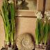 Paperwhites and Gin Experiment