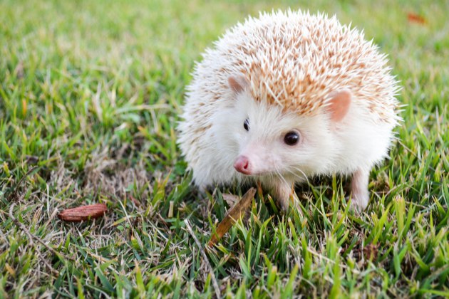 how to care for a hedgehog, hedgehog care basics