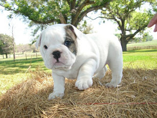 Bulldog Puppy Picture