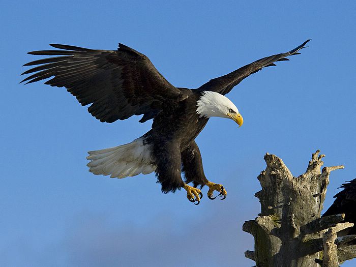 The bald eagle Haliaeetus