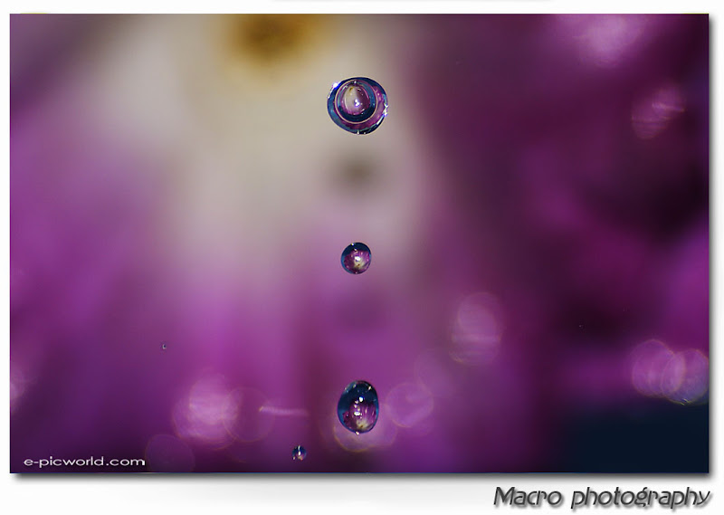 refraction water droplets macro picture