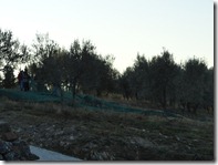 Pienza, Italy Sant Anna Monestery - harvesting the olives