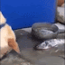 I love this wonderful Dog