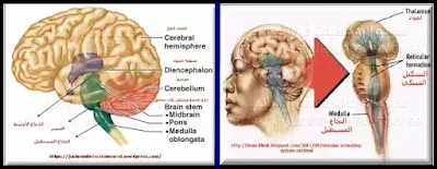 منطقة جذع الدماغ - ومنطقة المهاد والتشكيل الشبكي
