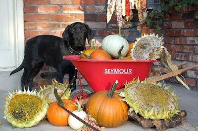 Black Lab puppy Zorba