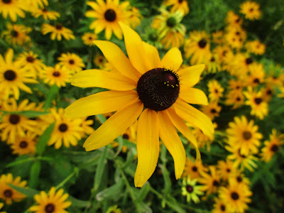 Black-eyed Susan