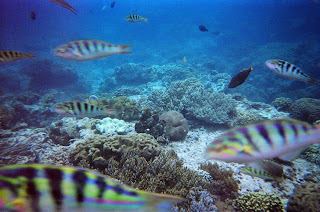 The Beauty of Candidasa Underwater