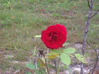 Red Rose