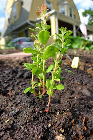 Balsgart Lingonberry, edible landscaping