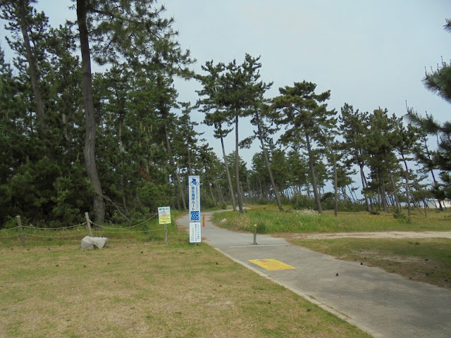 弓ヶ浜公園の松林