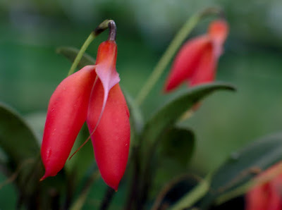 Masdevallia deformis care and culture