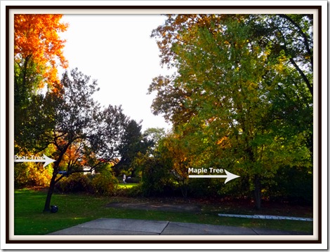 more trees