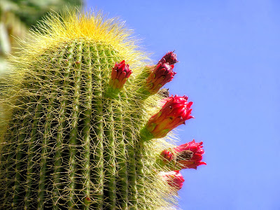 Cactus flower wallpaper 