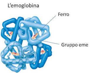 il ferro contenuto nell'emoglobina nello studio delle malattie che alterano valori ematici del ferro