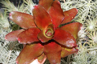 neoregelia fuego