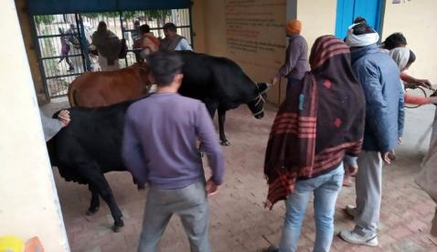 आवारा पशुओं को ग्रामीणों ने स्कूल में बांधा