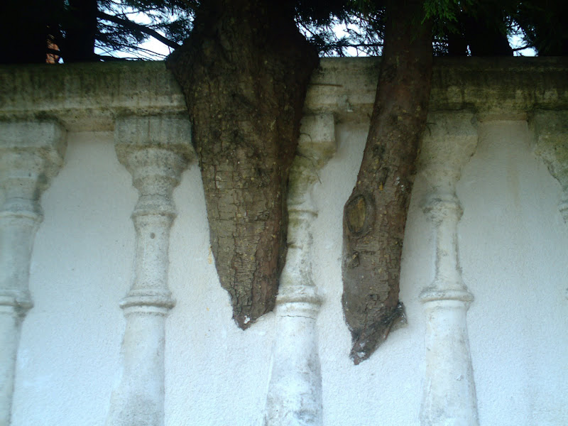 árboles en la pared