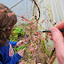 Hand Pollinating Our Peach Tree