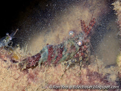 Marble Shrimps (Saron sp.)