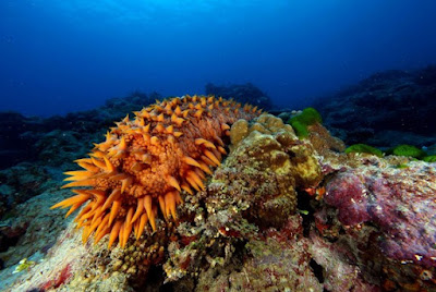 Pictures Of Sea Cucumbers1