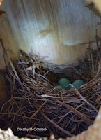 Eastern Bluebird nest with eggs – Souris area, PEI – © Kathy McCormack