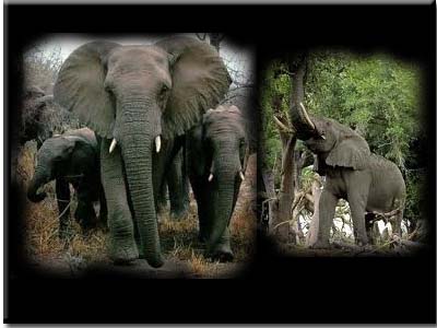  Gajah  Gajah  Afrika  Gambar  Hidup