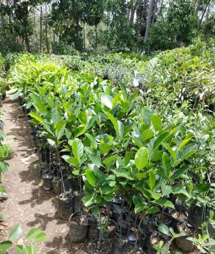 bibit nangka merah thailand super genjah okulasi 1 5 just today langsung dari pembudidaya Pontianak Timur