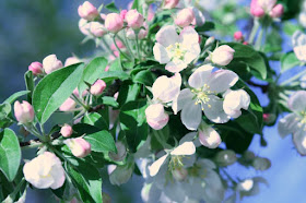 Royal Botanical Garden, Burlington: the cherry trees are blooming! :: All Pretty Things