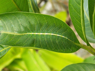 Oruga camuflada en hoja verde