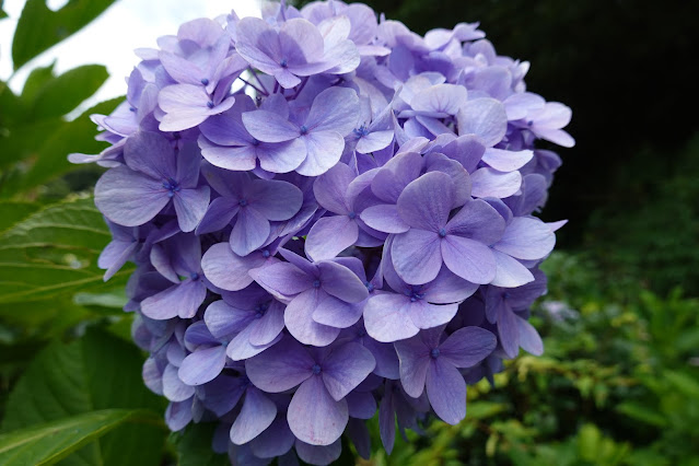 鳥取県西伯郡南部町能竹　南部町カントリーパーク　アジサイ（紫陽花）