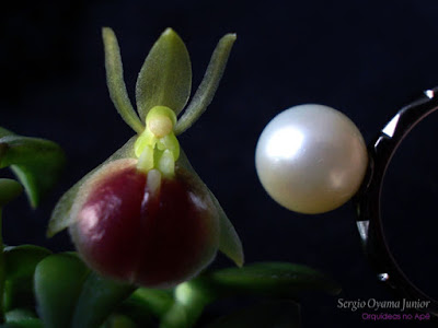 Orquídea Epidendrum peperomia