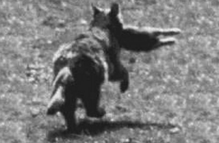 THE BEAST OF BODMIN MOOR