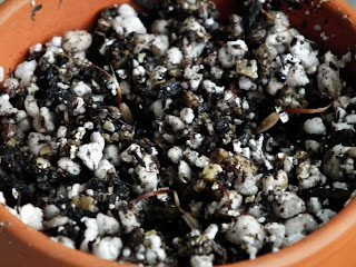 Planting pelargonium Frensham Lemon seeds