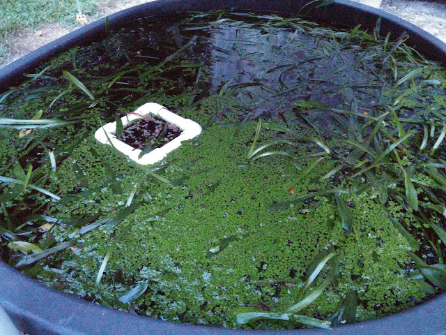 Duckweed Growing  In 110 Gallon Stock Tank With Dwarf Sagittarius