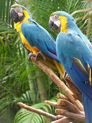 Macaw Parrots Nice Desktop Wallpaper