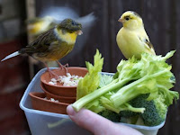 Makanan Yang Baik Untuk Burung Kenari Biar Tetap Vit