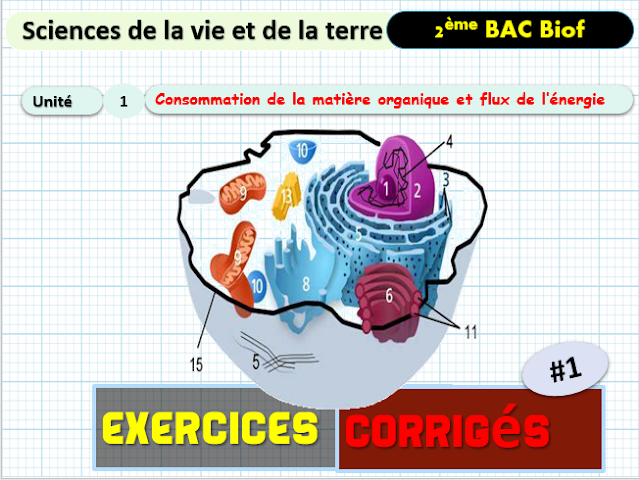 Télécharger | Exercices Corrigés  | 2ème BAC SVT Biof | Consommation de la matière organique et flux de l’énergie   #1