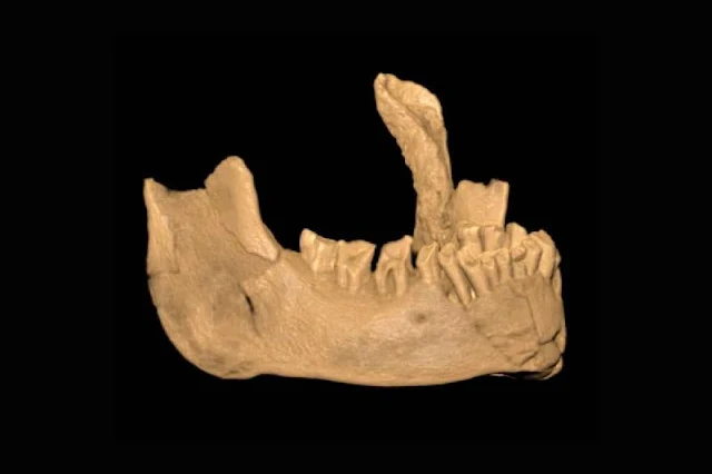 La mandíbula de Banyoles no pertenece a un neandertal, pertenece a un Sapien