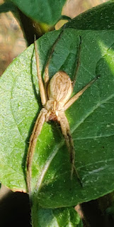 A Nursery Web Spider