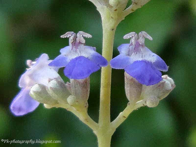 Vitex negundo flowers