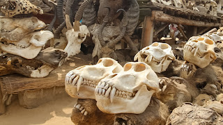 Cotonou has a real fetish market for voodoo priests