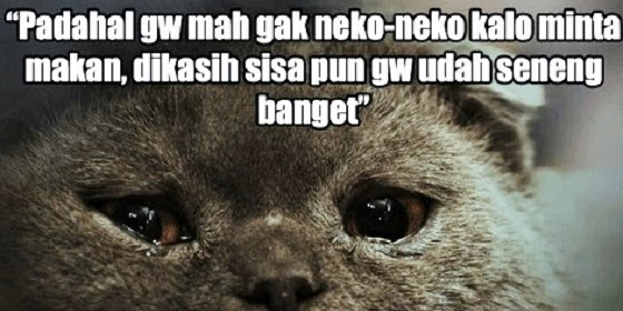 WASPADALLAH...!!! Jangan Usir Kucing Yang Mendekatimu Saat Makan, Itu Adalah ‘Sinyal’ Dari Allah Untukmu.... 