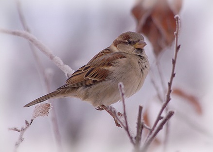 Sparrow on a frosty branch