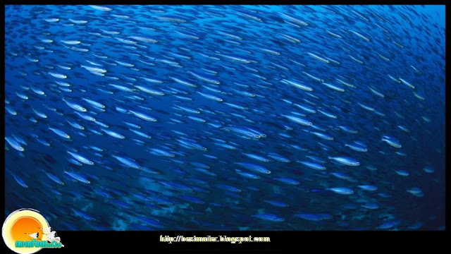 School of Fish